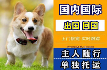 常州宠物托运公司常州宠物托运公司常州宠物托运公司