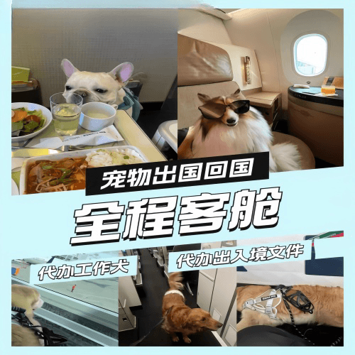 常州宠物托运到白俄罗斯宠物入境规定和要求